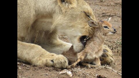 The Lion Tortures The Baby Deer And Finally Kills