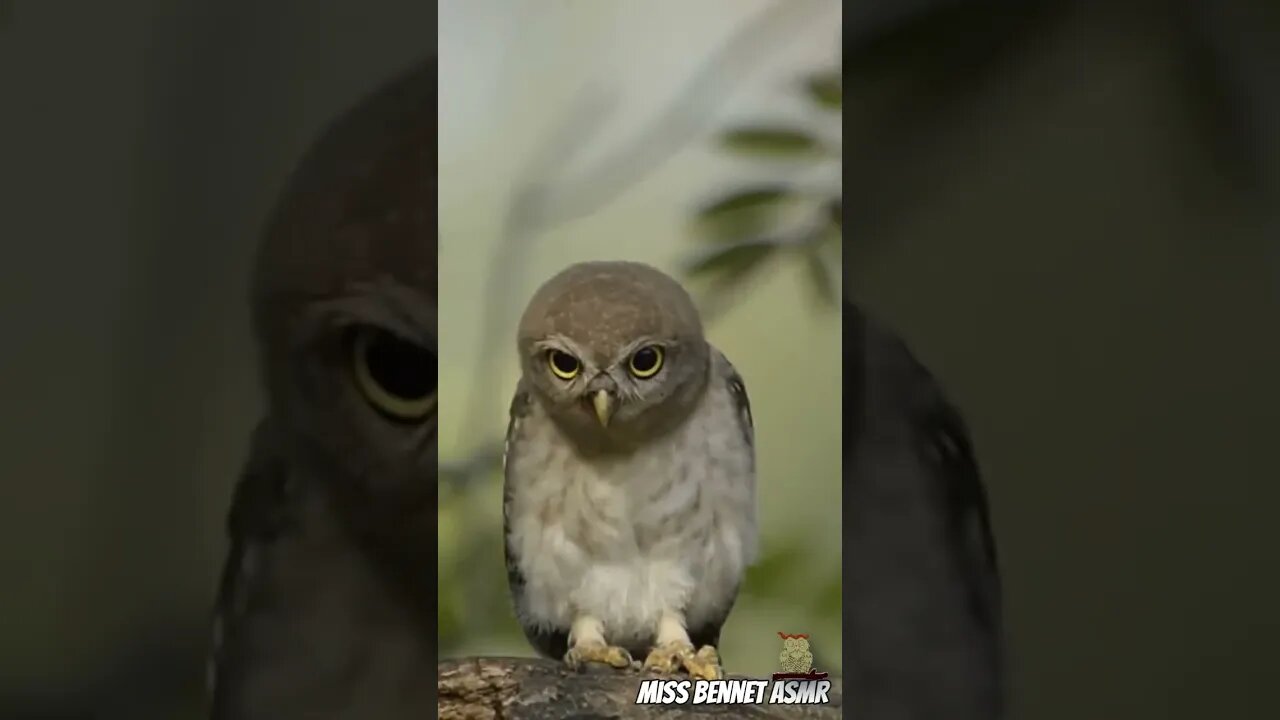 Parliament of Owls Rocks Out to 'Who Are You' by The Who!