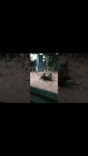 Galinha e galinha juntos em busca de comida diversão