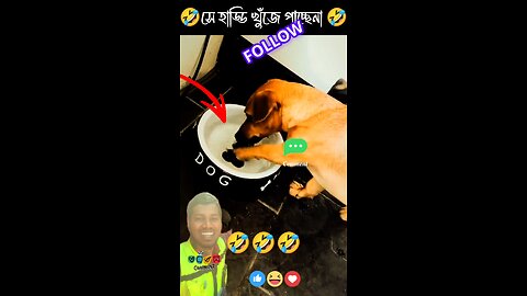 dogs 🐕🐕 funny times 🤣🤣🤣