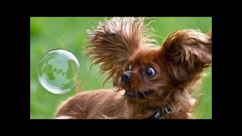 Funny Pets, Top Funny Cats Dogs, Cute Cat Cute Dogs, Best Funny Pets Animals