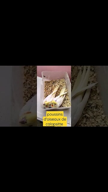 poussins d'oiseaux de calopsitte