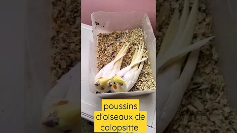 poussins d'oiseaux de calopsitte