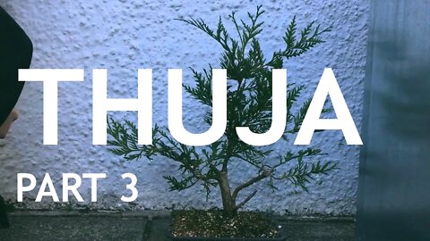 Thuja Bonsai, 3