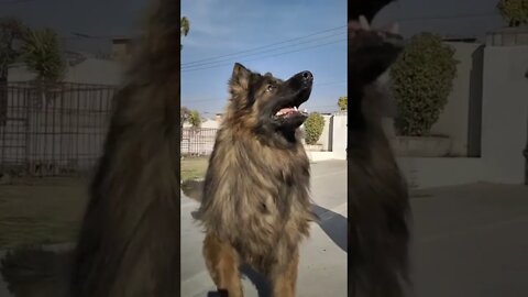 WHY.ARE.YOU.SO.CUTE??? #Puppy #Dogs #Shorts #Puppyvideo #Shortvideo #dog #doglover #cutedog #puppylo