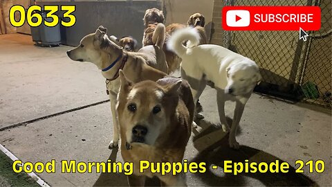 [0633] GOOD MORNING PUPPIES - EPISODE 210 [#dogs #doggos #doggies #puppies #dogdaycare]