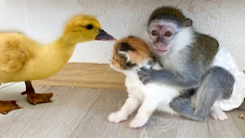 Ducklings bite adopted monkey Susie and cute kittens