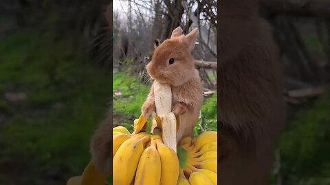 cute rabbit eating a banana tianyuanmengchong