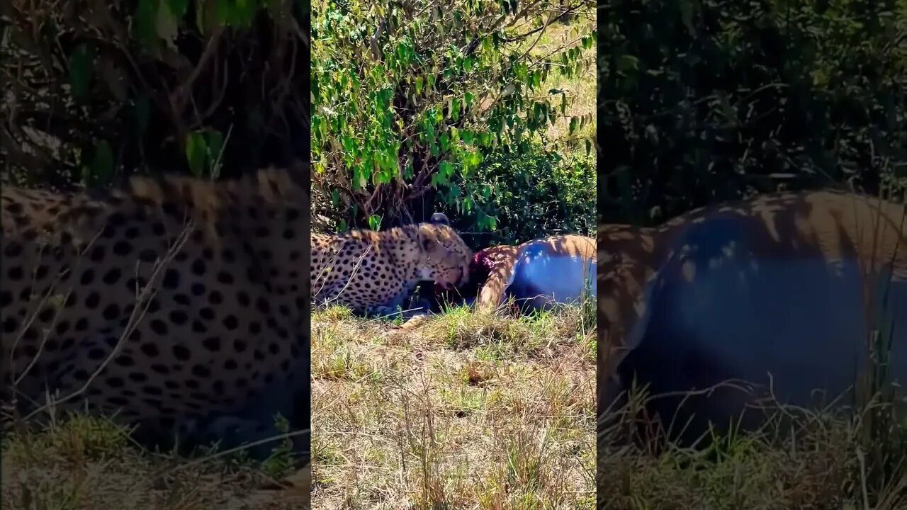 Cheetah Having Breakfast #shorts | #ShortsAfrica | #Septdailyshorts