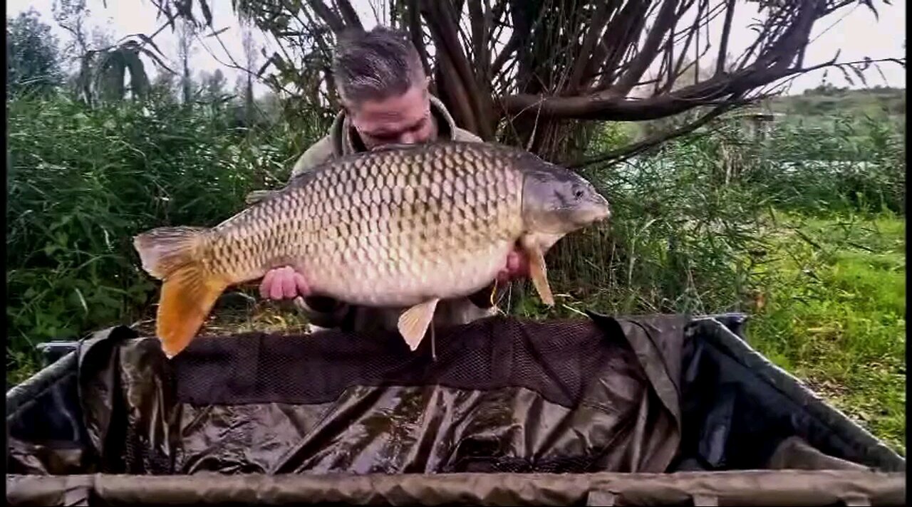 29lb common carp