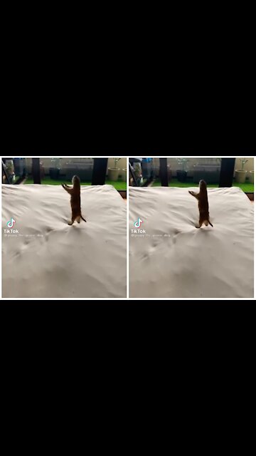 FUNNY PETS- POPPY makes the rules.