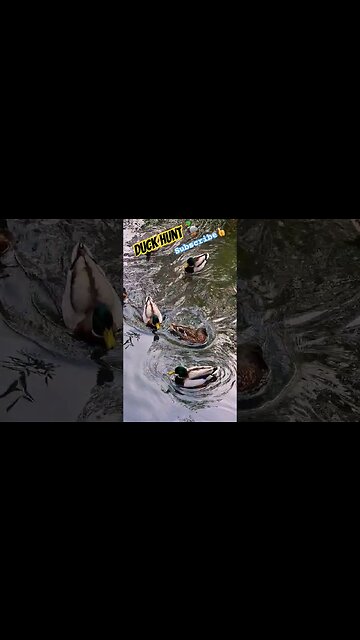 Duck Hunt 🦆 #ducks #duck #duckling #naturelovers #nature #wildlife #wildlifeanimals #ukbirds