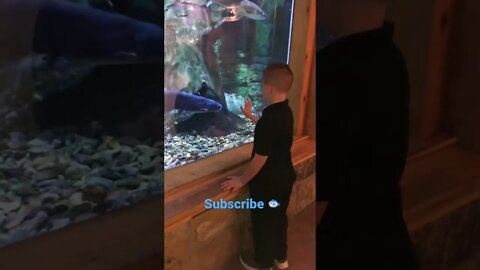 Curious 🐟😀#shorts #viral #tiktok #trending