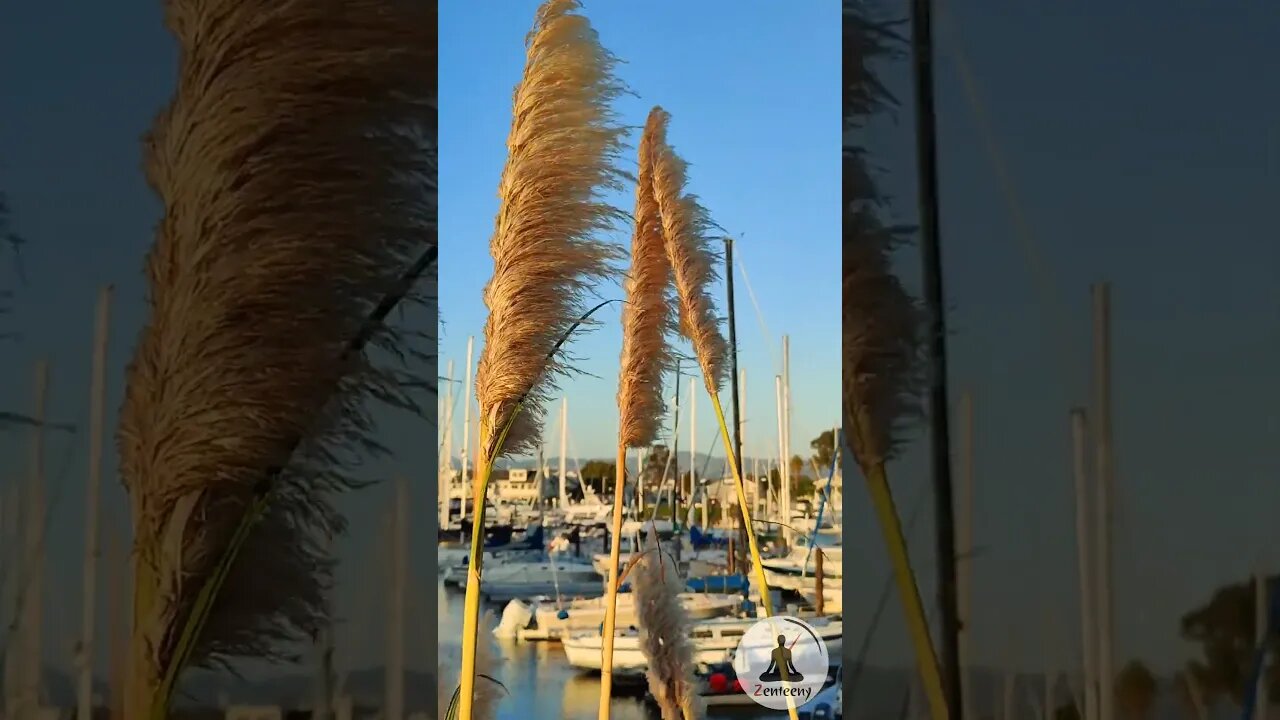 Serenity by the Marina: Pampas Grass Swaying in the Wind 🌾🌊 Shorts #nature