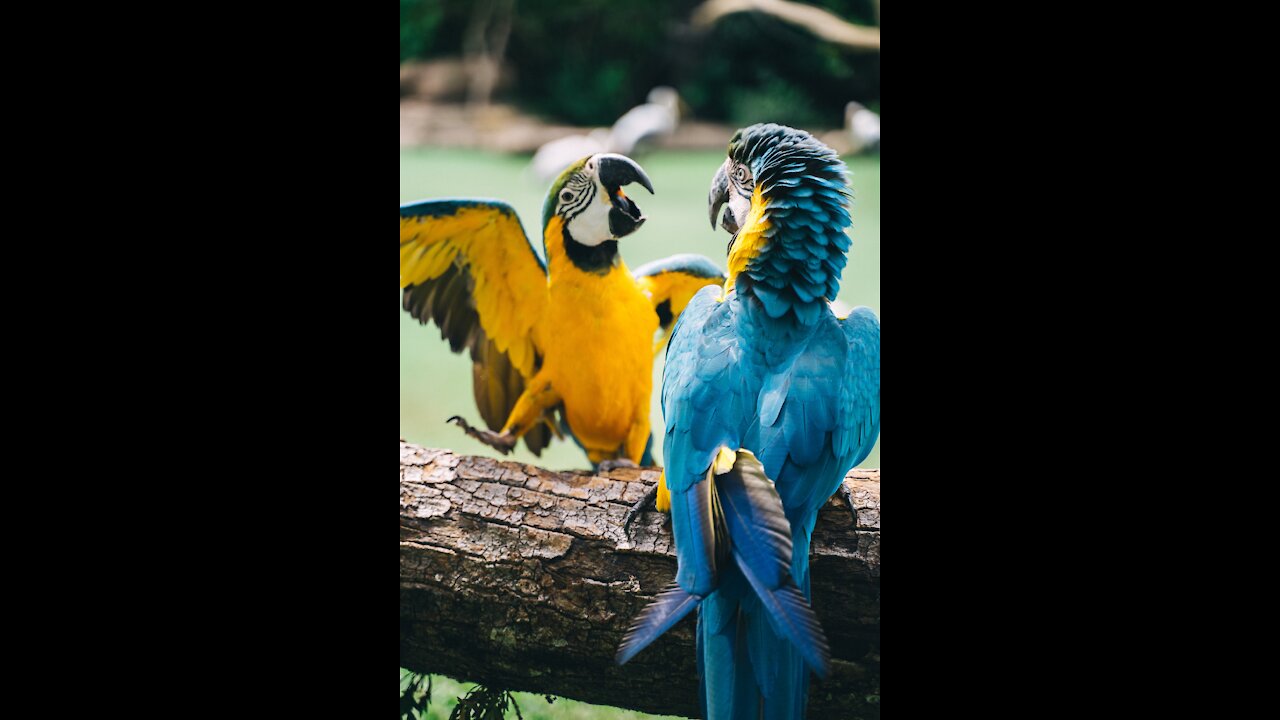 Cute parrots