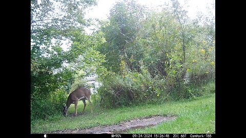 Deer 9-24-2024