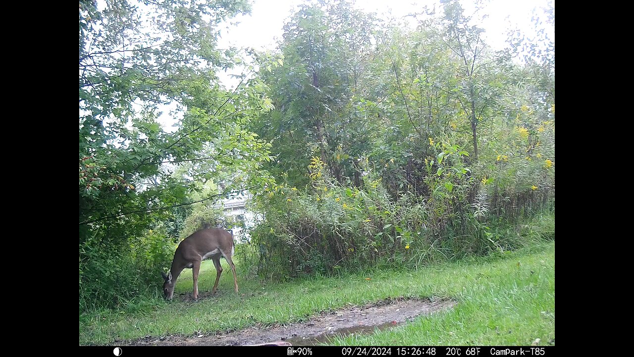Deer 9-24-2024