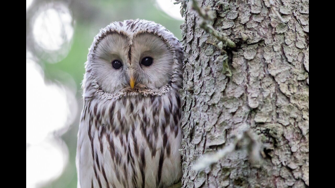 Snow owl you only see it in the snow season