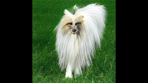 what breed of dog is this?