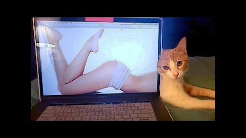 Best Funny Cats And Dogs Videos 2021 | Try Not To Laught | Funny Animals Videos @petstown