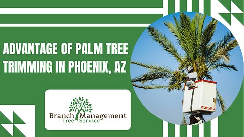 Efficient Palm Tree Trimming Service
