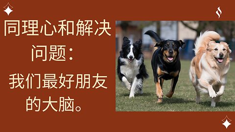 同理心和解决问题：我们最好朋友的大脑。