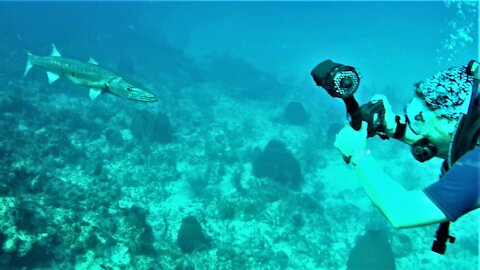 Barracuda approaches diver to closely inspect her shiny camera