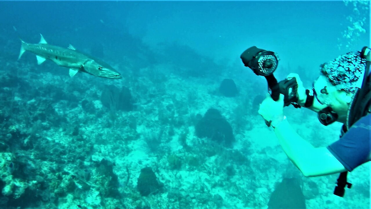 Barracuda approaches diver to closely inspect her shiny camera