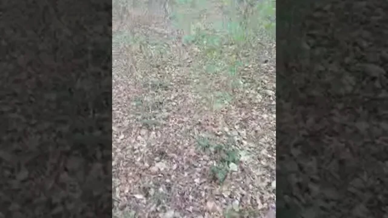 Happy Thanksgiving Again