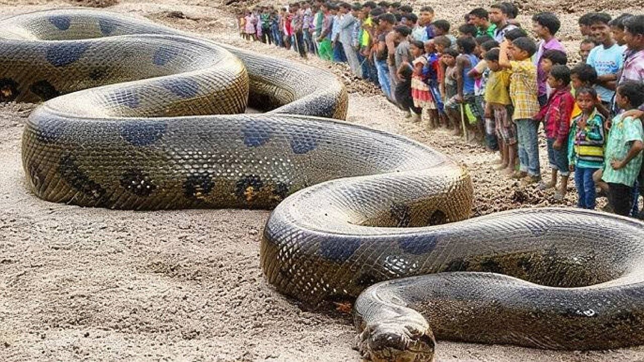 Couple Of Huge Snakes Under The Earth |یک جوره مار کلان در زیر زمین