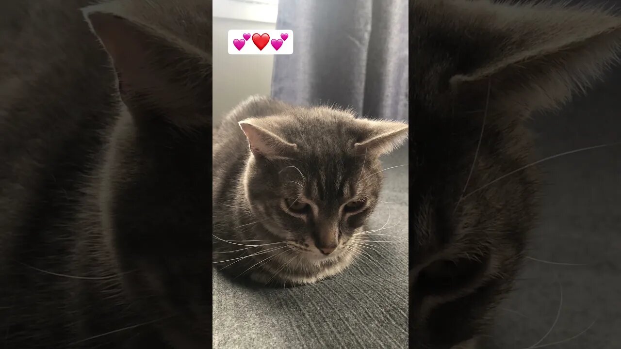 Cutest cat meow 💕