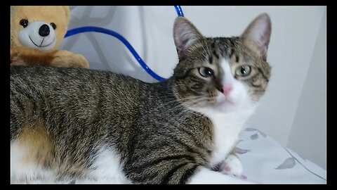 Cat Photography