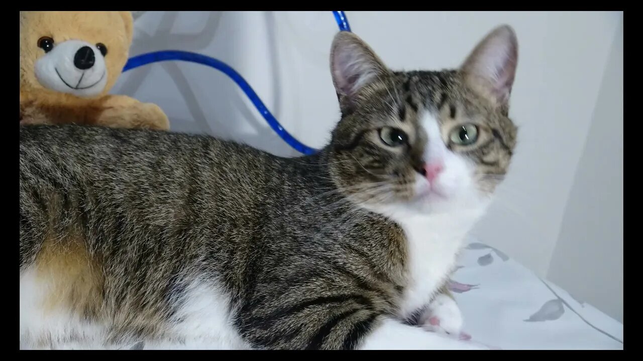 Cat Photography