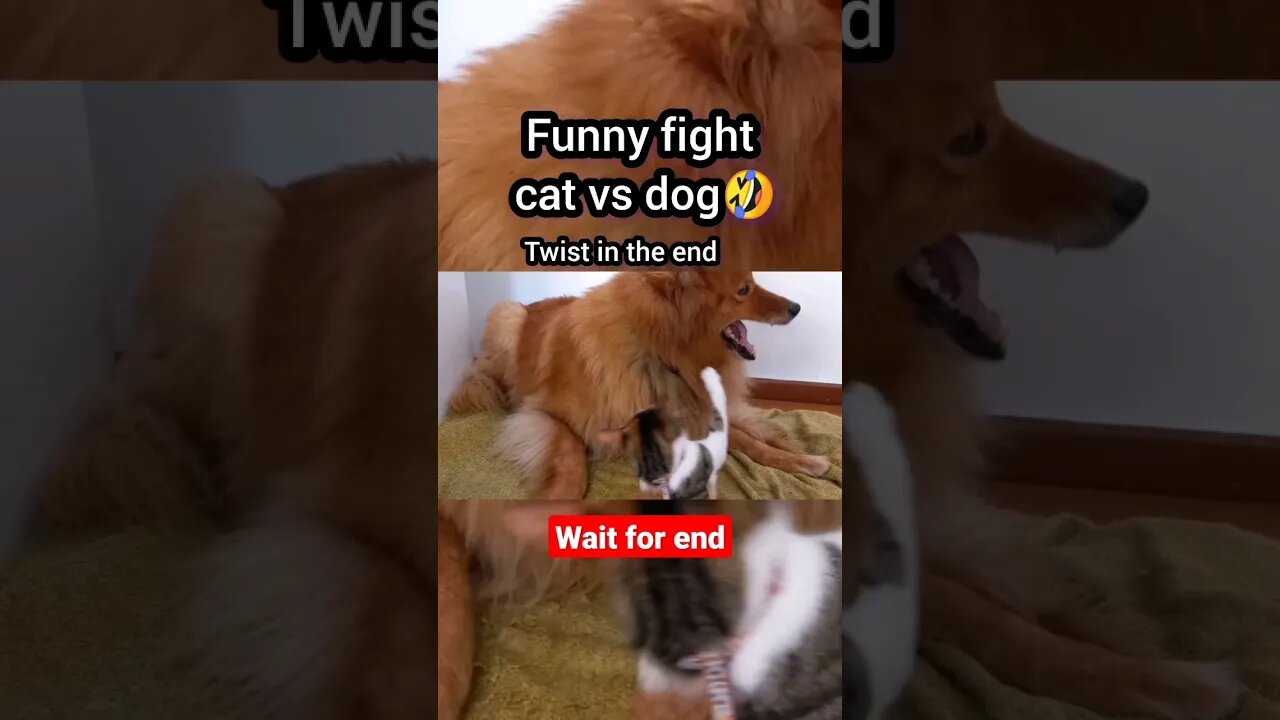 Cat vs dog fight 🤣 | ua58sb #animals