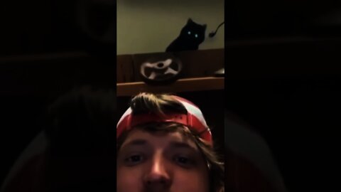 she do it express #cat #dog #pets #funny #tiktok