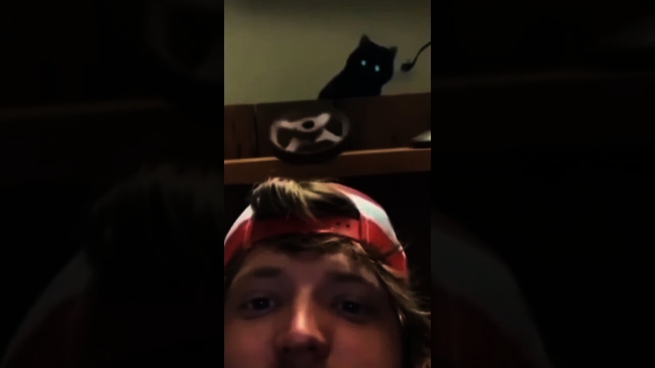 she do it express #cat #dog #pets #funny #tiktok