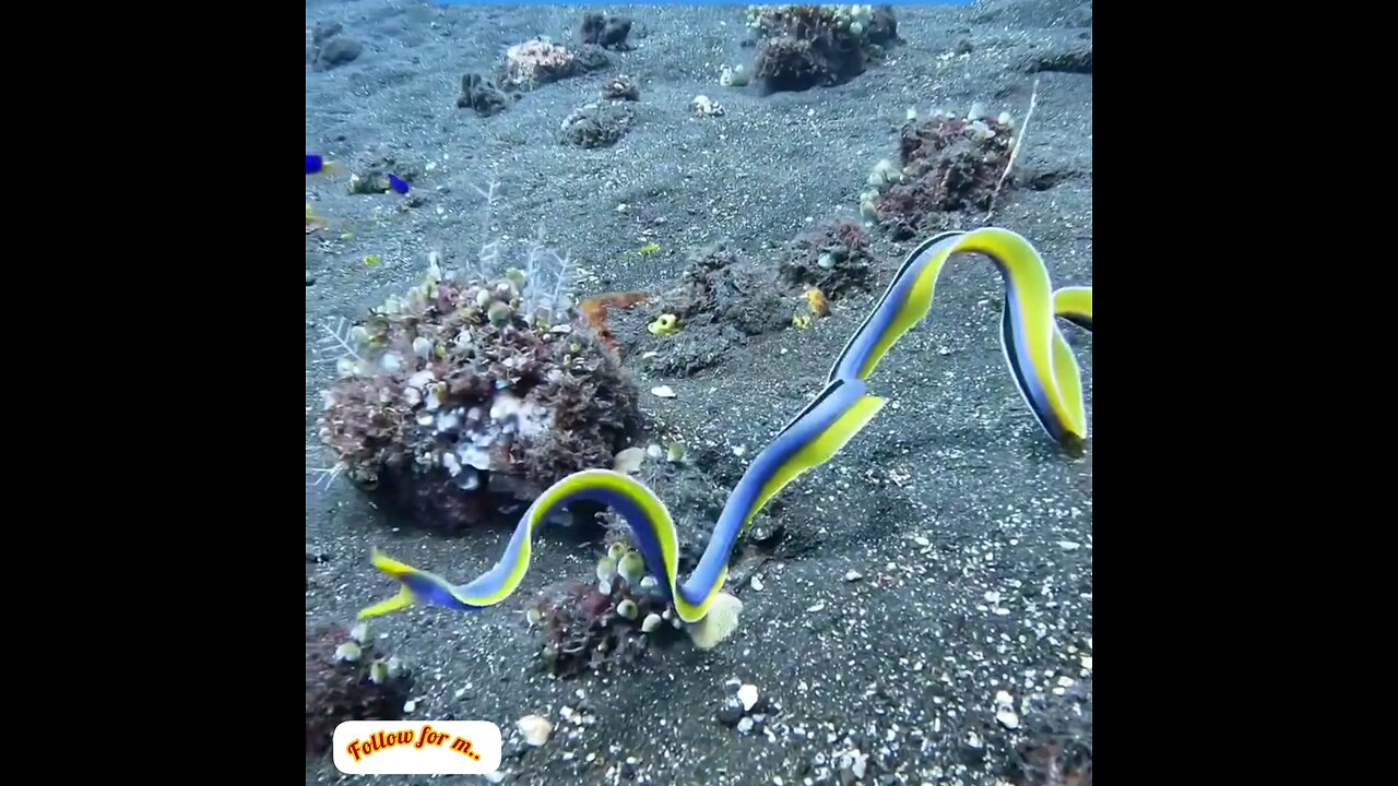 Look at the wonder of nature, how beautiful the snake's colors are👌 trending video