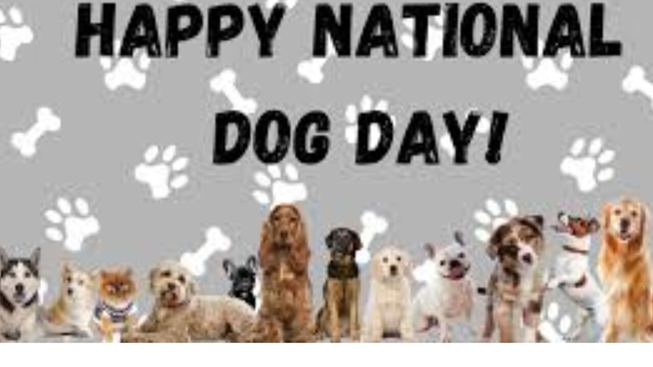 National Dog Day: Find Your New Best Friend!