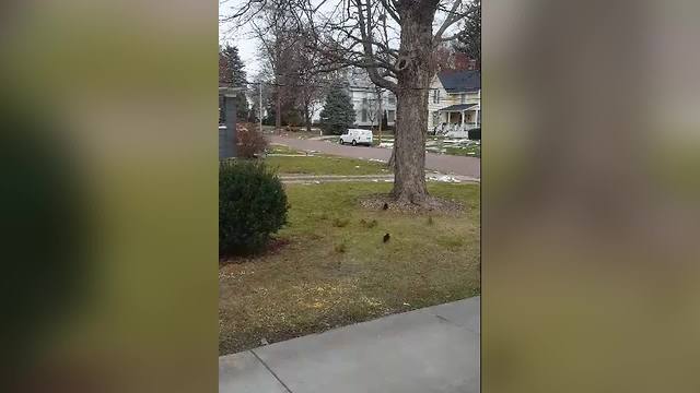 Squirrels VS Car Horn