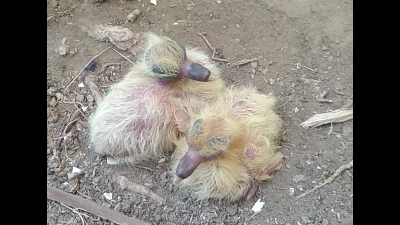 Small Baby Birds | Bulbul Baby Birds | Baby Birds | Birds Talking #babybirds #bulbul #birdstalking