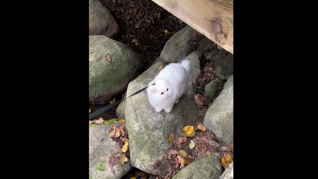 Adventure Cat Jumps Over Rocks