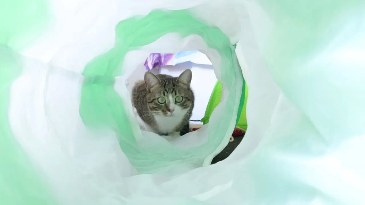 The Cat in the Light Tunnel