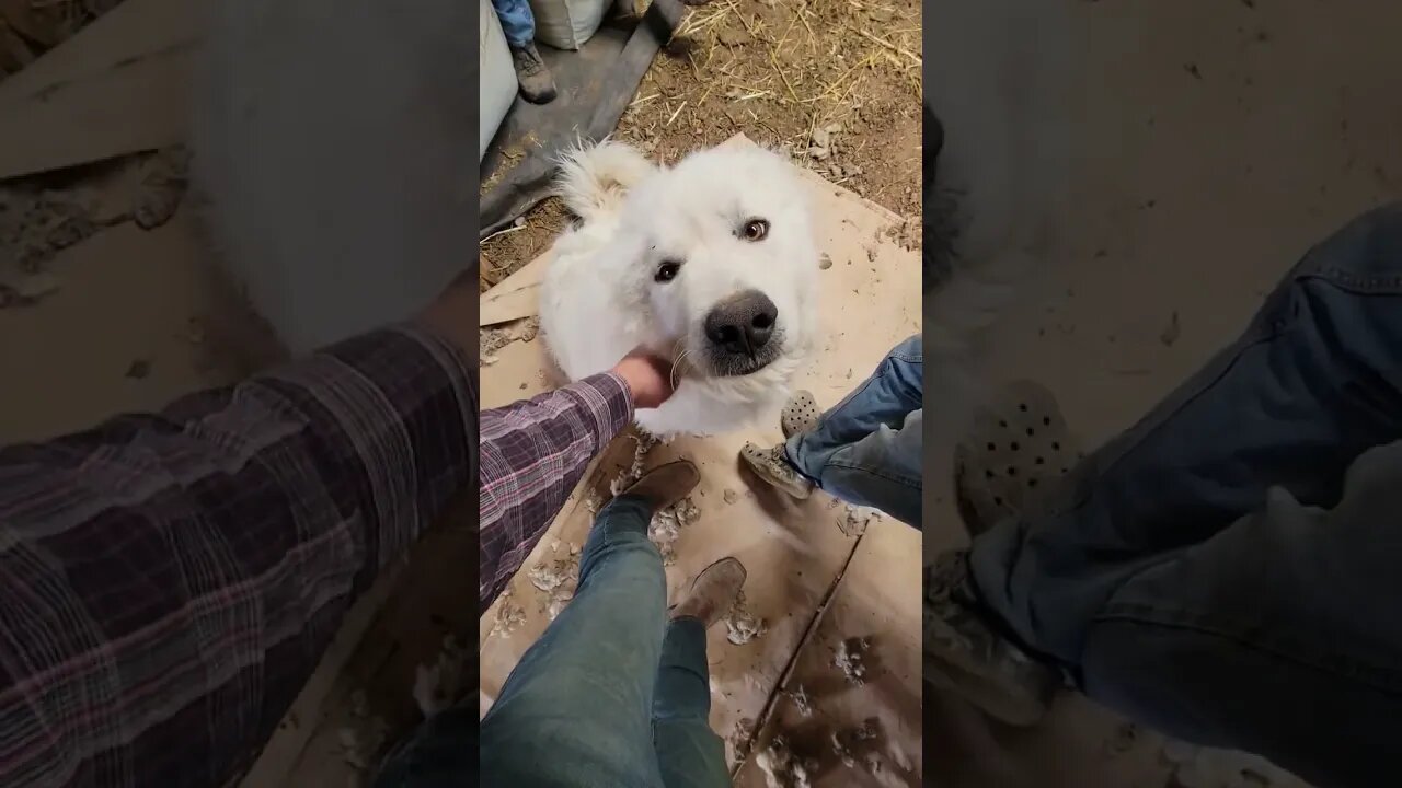 Guard Dog Love #greatpyrenees #guarddog #dog #shearing #sheep #farmlife