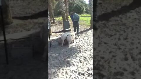 Feeding the pigs! #pigs #pig #feed #shorts