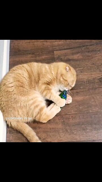 A Minnie Sneeze #cute #scottishfold #catshorts #tabbycat #shorts #short