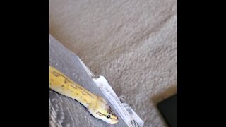 "Flash" the ball python