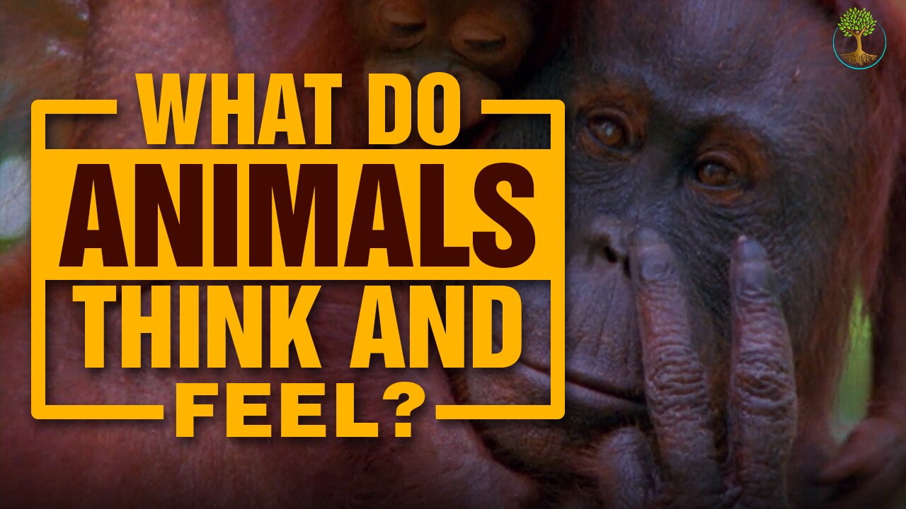 The Real Difference Between Humans And Animals | Carl Safina