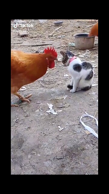 Cat and hen both are kung-fu warriors which one is better genuine contender