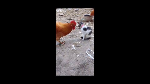 Cat and hen both are kung-fu warriors which one is better genuine contender