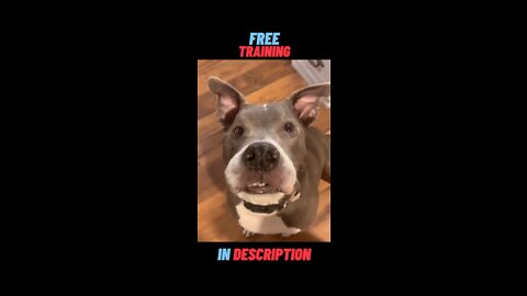 Funny dog reaction//Funny dog reaction//viral video🤣